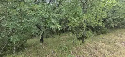 Veliko poljoprivredno imanje u Istri - slika 5