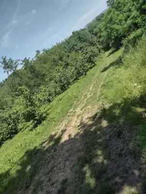 Nasad lješnjaka u Draganiću - slika 3
