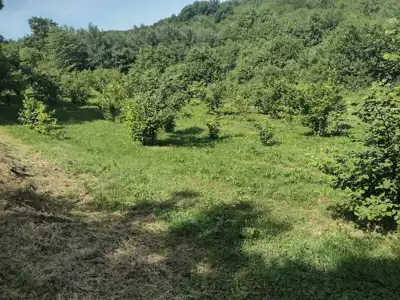 Nasad lješnjaka u Draganiću - slika 2