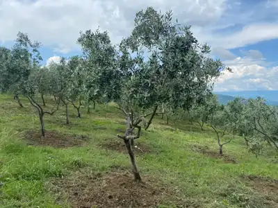 Mješovito poljoprivredno zemljište u Istri - slika 3