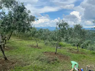 Mješovito poljoprivredno zemljište u Istri - slika 2