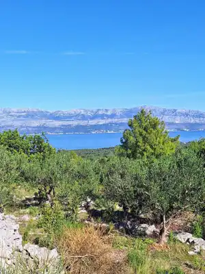 Maslinik na Braču - slika 2
