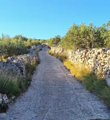 Maslinik na Braču - slika 4