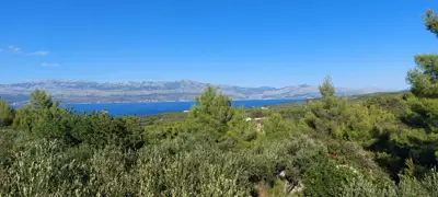 Maslinik na Braču