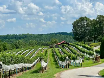 Prodaja - Prekrasan ekološki maslinik s pogledom na more (2 ha) – Vodnjan, Istra - slika 2
