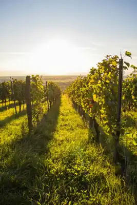 Prodaje se kompletno poljoprivredno imanje - farma s popratnim objektima i obradivim zemljištem - slika 2