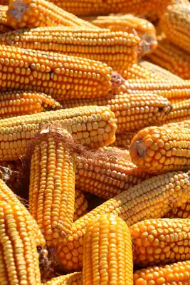 Prodaje se kompletno poljoprivredno imanje - farma s popratnim objektima i obradivim zemljištem - slika 3