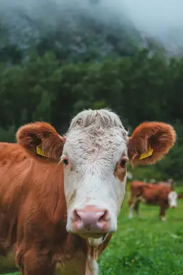 Prodaje se kompletno poljoprivredno imanje - farma s popratnim objektima i obradivim zemljištem - slika 7