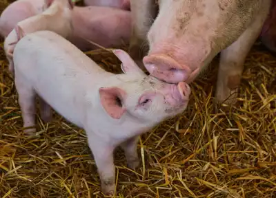 Prodaje se kompletno poljoprivredno imanje - farma s popratnim objektima i obradivim zemljištem - slika 6