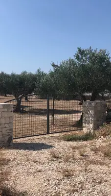 Large olive grove of 24,307 m² - Islan of Brač, Croatia - slika 3