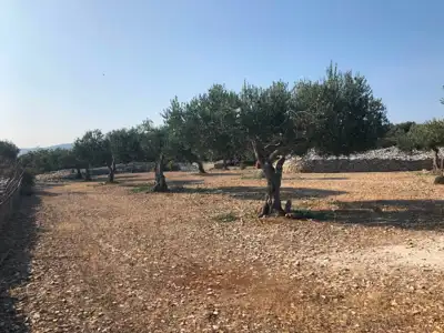 Large olive grove of 24,307 m² - Islan of Brač, Croatia - slika 2