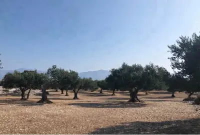 Large olive grove of 24,307 m² - Islan of Brač, Croatia - slika 1