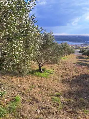 Maslinik sa 30 maslina - slika 2