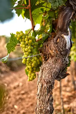 Prodaje se uhodani vinograd u punom rodu s maslinikom, Desinić - slika 2