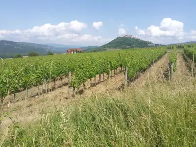 Poljoprivredno zemljište u blizini Motovuna - slika 3