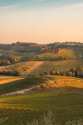 Vrhunski vinograd s kleti – mir, tišina i zagarantiran gemišt - slika 1