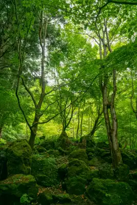 Komercijalna šuma s bogatom drvnom masom (15 ha) – Gorski kotar, Delnice - slika 3