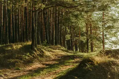 Komercijalna šuma s bogatom drvnom masom (15 ha) – Gorski kotar, Delnice - slika 1
