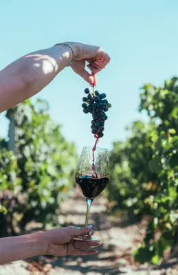 Prodajem vinograd jer mi je kičma rekla 'ne više' - slika 1