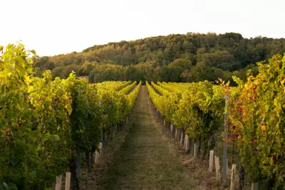 Zemljište s pogledom od milijun dolara i mladim vinogradom - slika 2