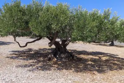 Veći maslinik na otoku Braču