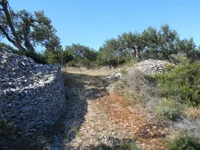 Maslinik na Braču - slika 2