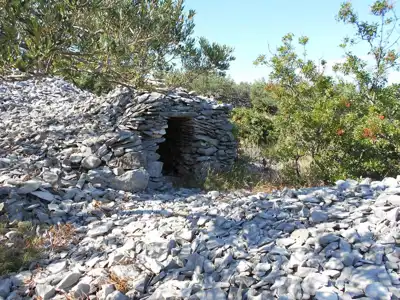 Maslinik na Braču - slika 4