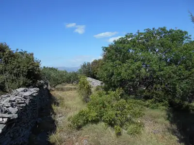 Maslinik na Braču