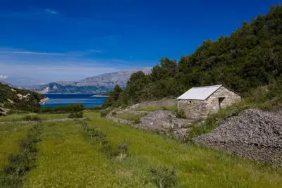 Stone House with Olive Grove for Sale on Brač - slika 2
