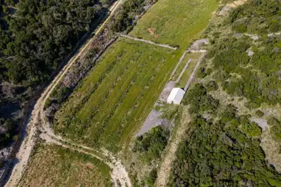 Stone House with Olive Grove for Sale on Brač - slika 5