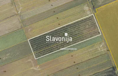 Nasad lješnjaka blizu Đakova